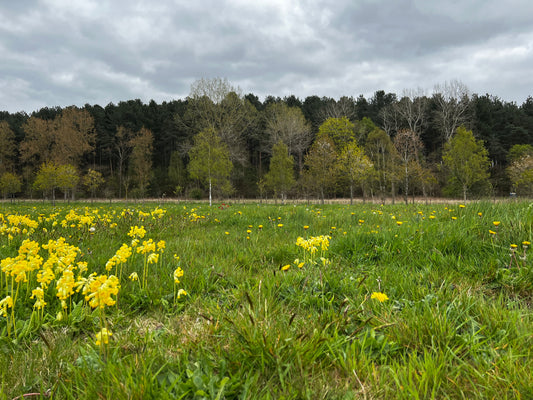 How Tithe Green Natural Burial Supports Local Wildlife