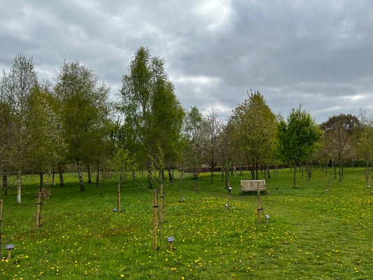 A Complete Guide to Biodegradable Coffins, Urns and Shrouds