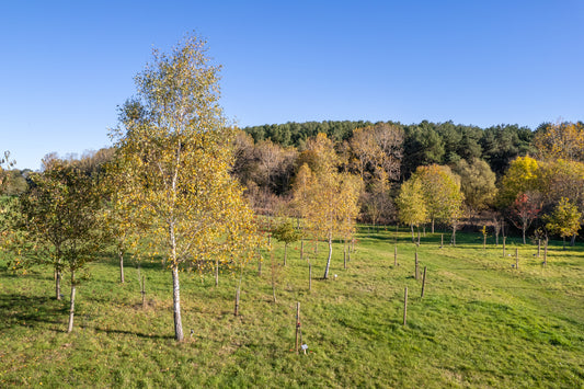 Exploring Alternative Burial Options