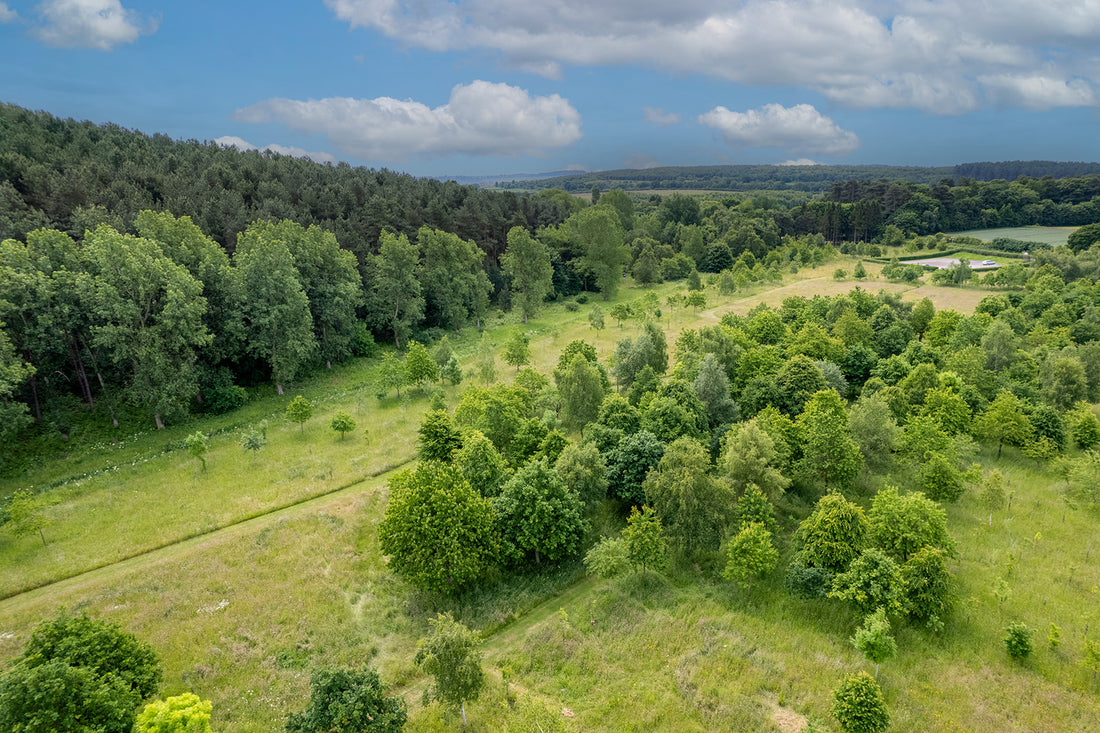 The Trees of Tithe Green Natural Burial