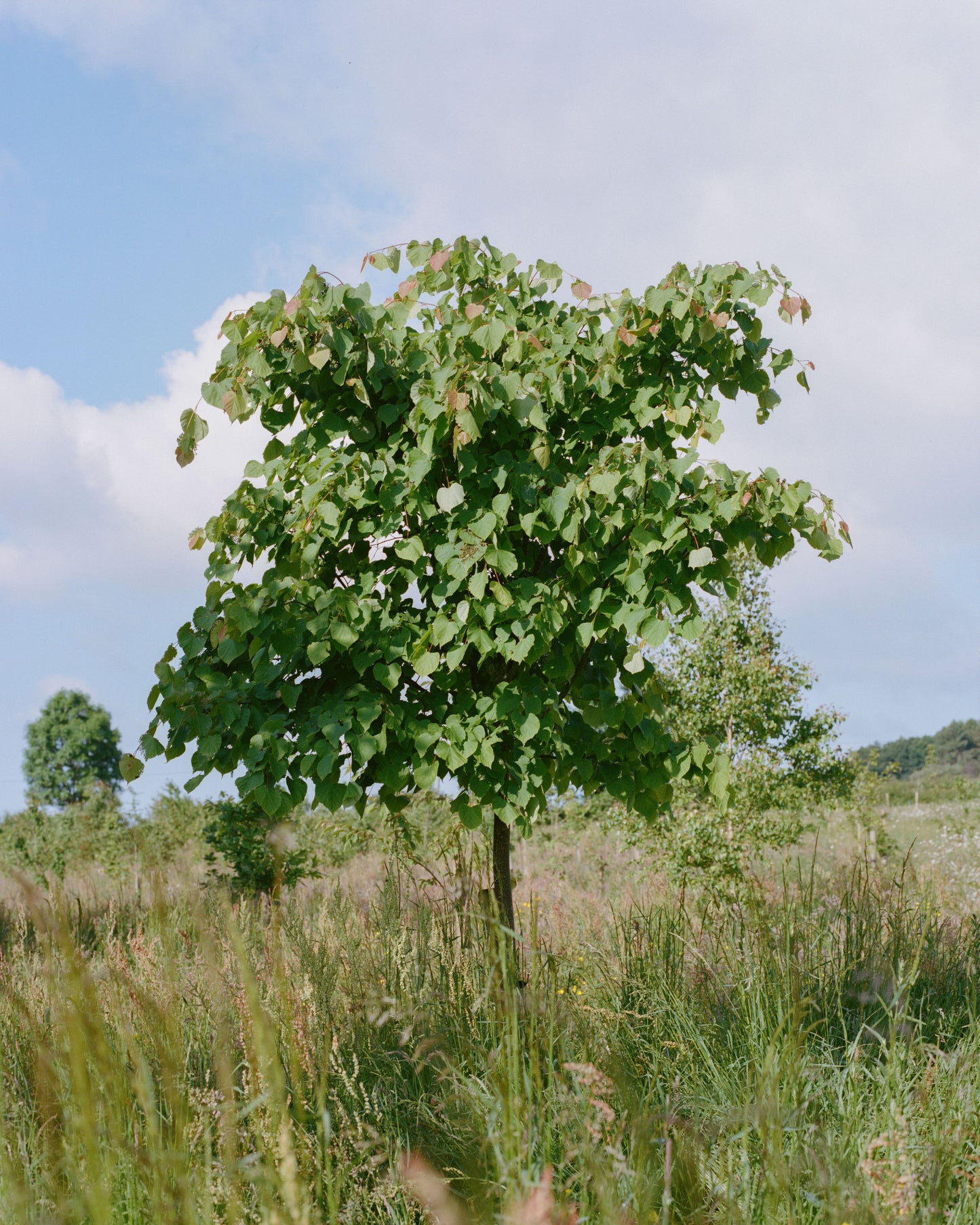 Natural burial of ashes in a woodland setting