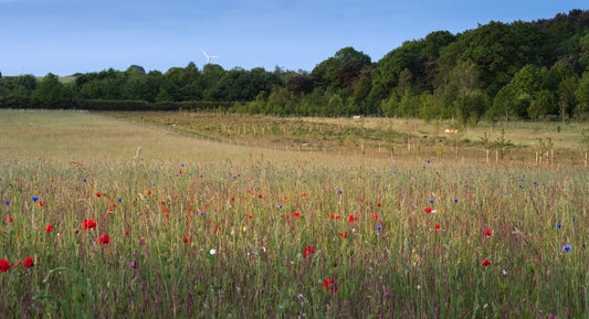 Five Myths About Green Burials in the UK