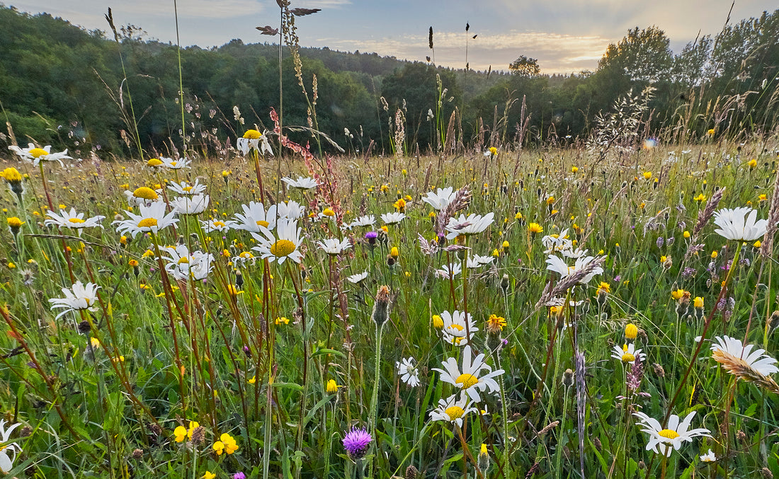 5 reasons a natural burial is better for the environment