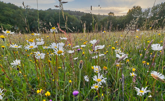 5 reasons a natural burial is better for the environment