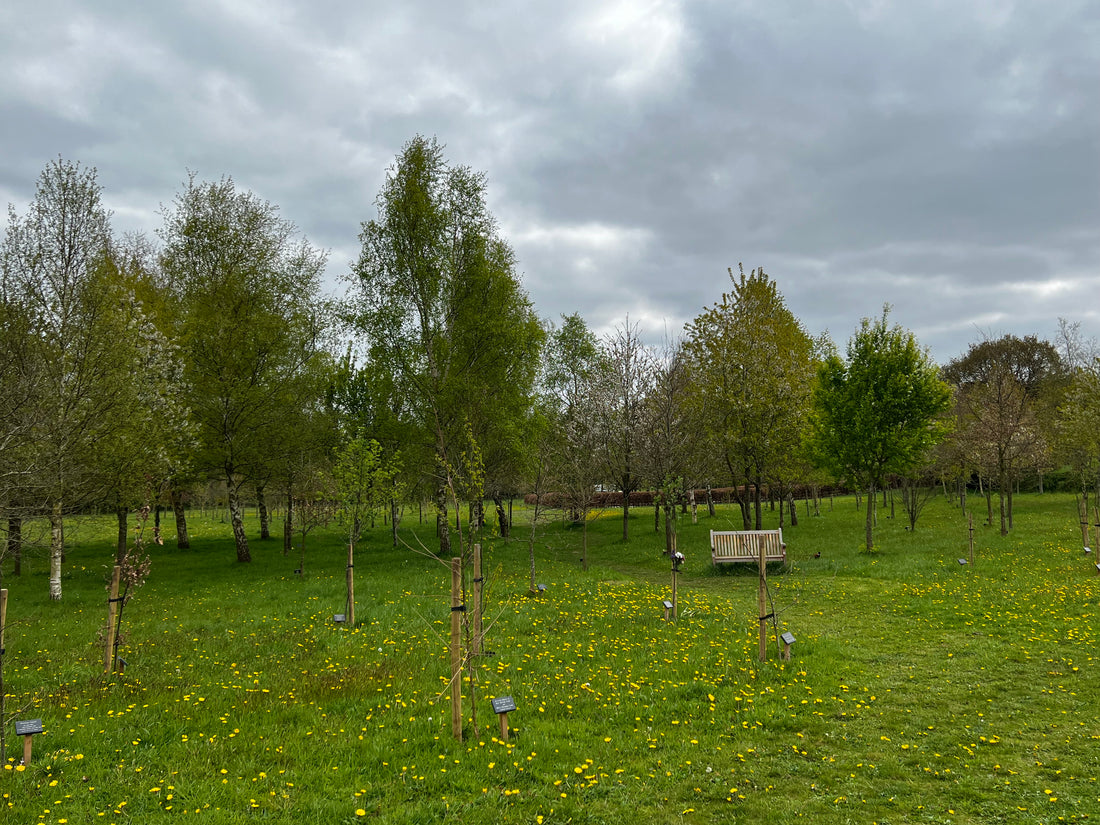 A Complete Guide to Biodegradable Coffins, Urns and Shrouds