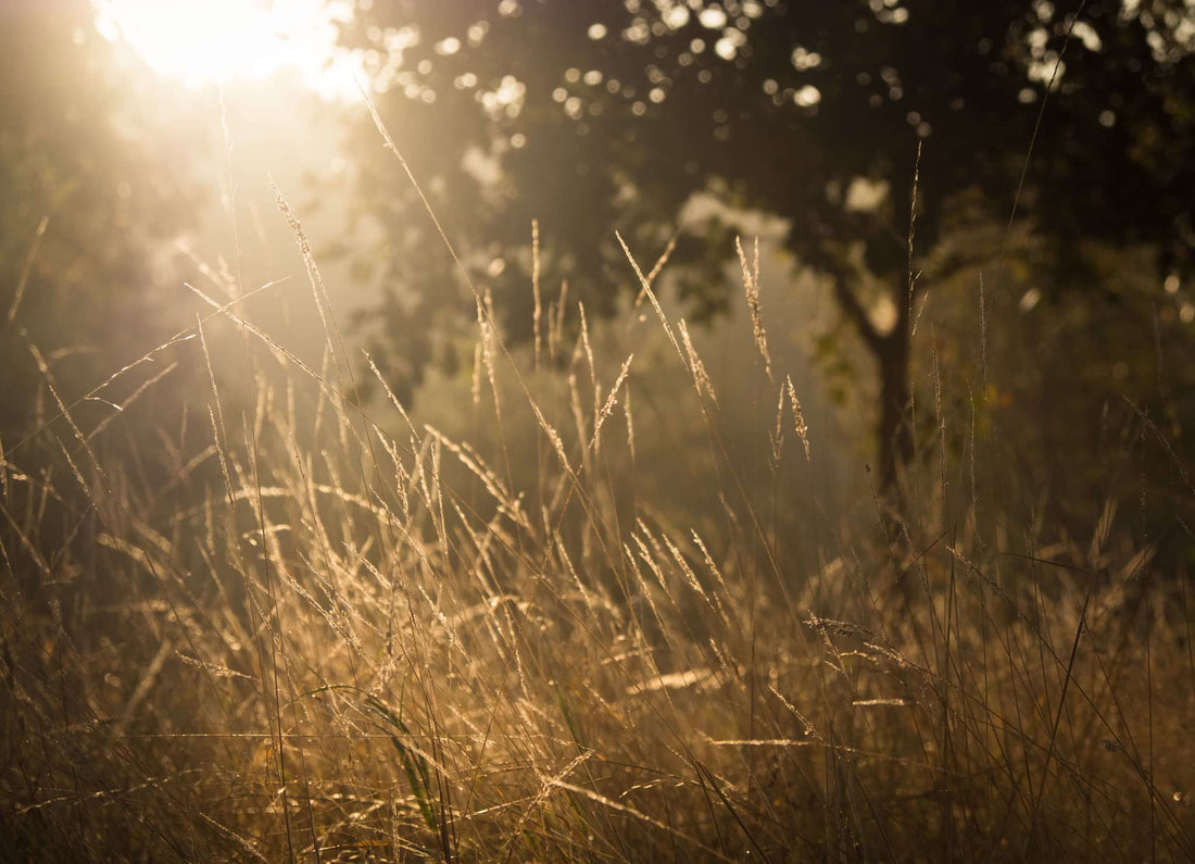 meadow in sunlight