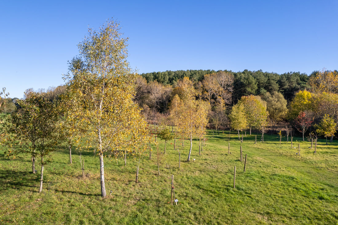 Exploring Alternative Burial Options