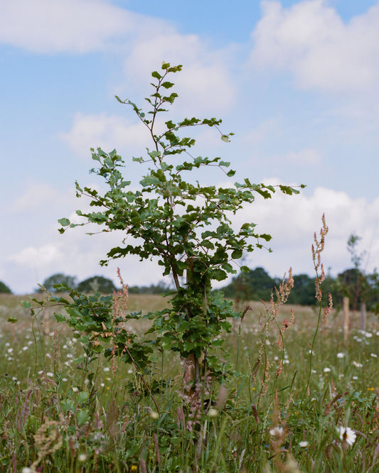 Natural burial in a woodland setting