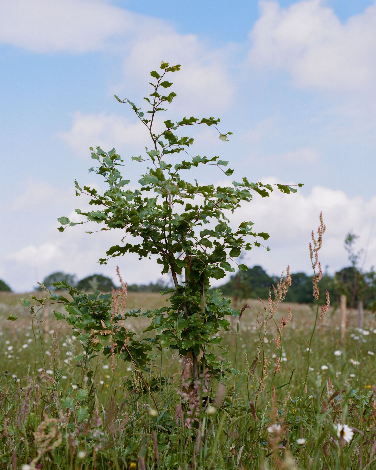 Memorial tree without burial