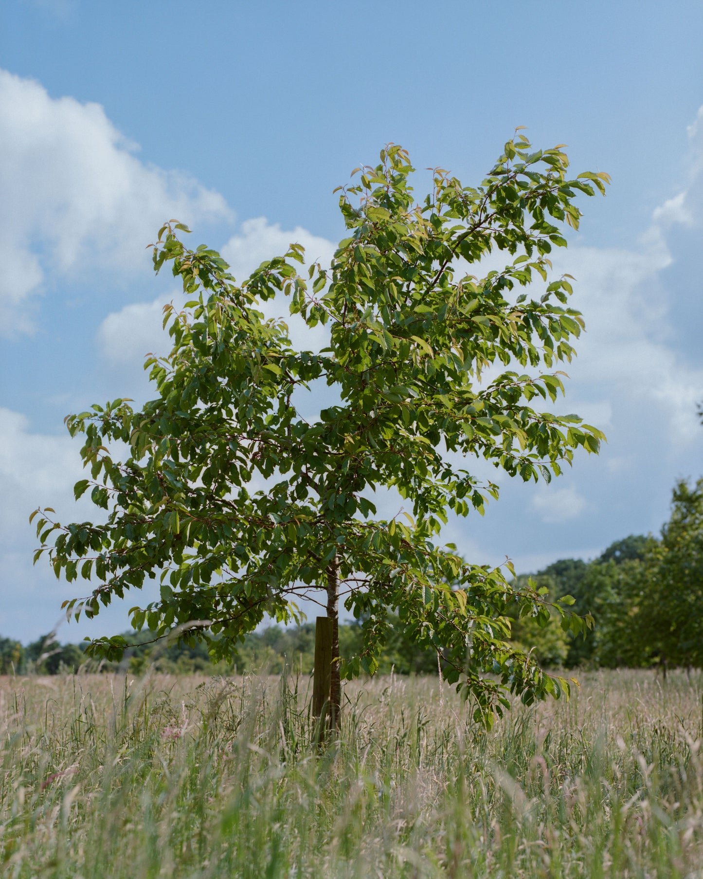 Memorial tree without burial