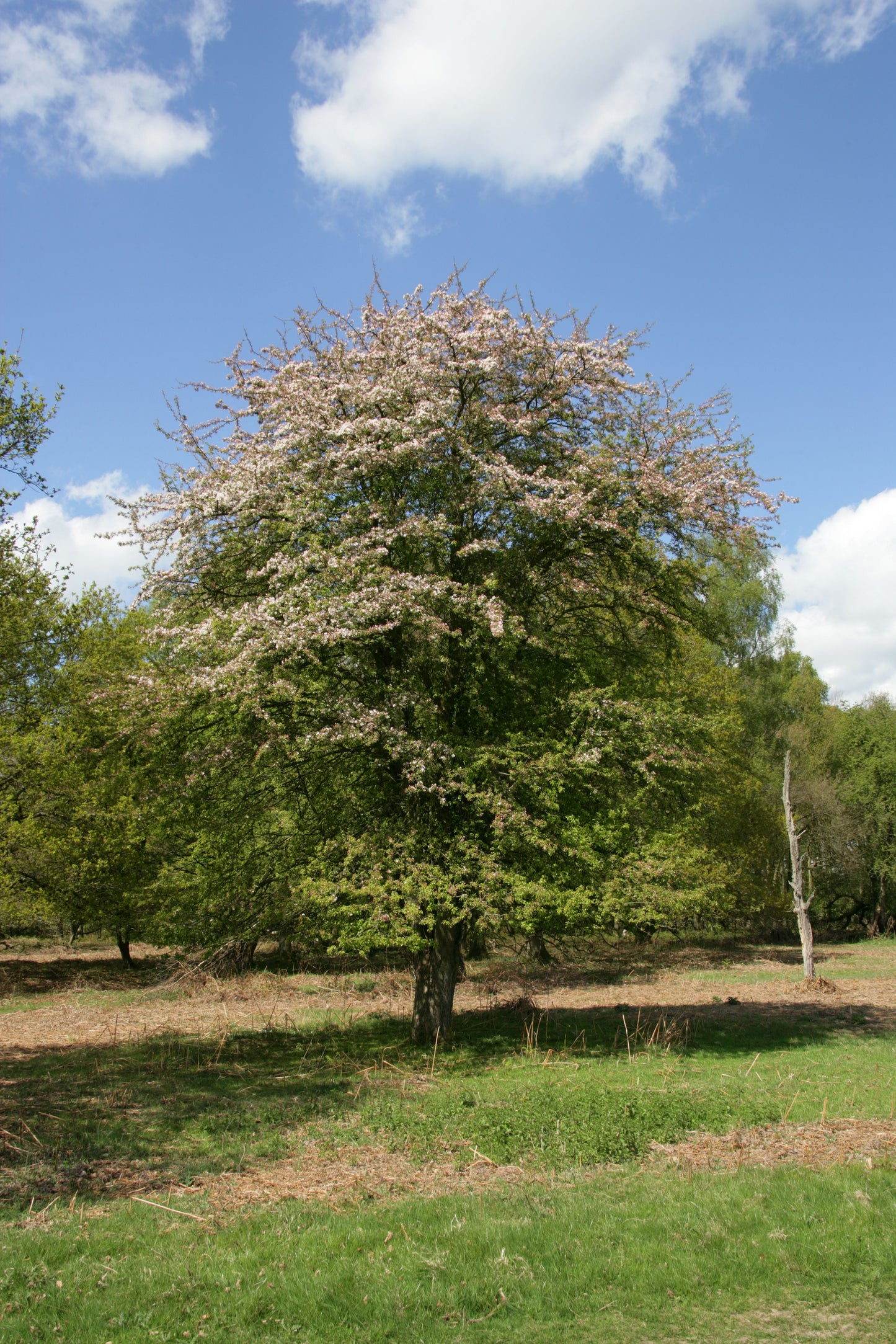 Memorial tree without burial