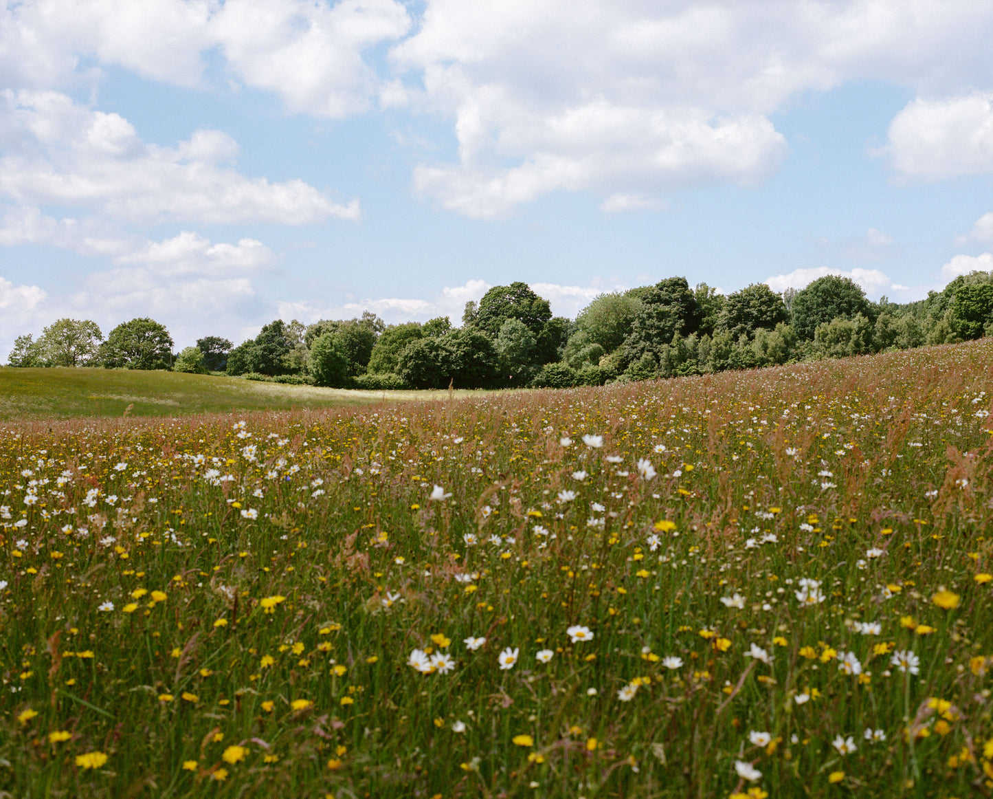 Advance booking: plot for natural burial
