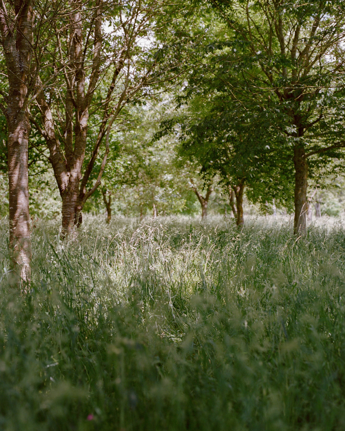 Advance booking: plot for natural burial of ashes