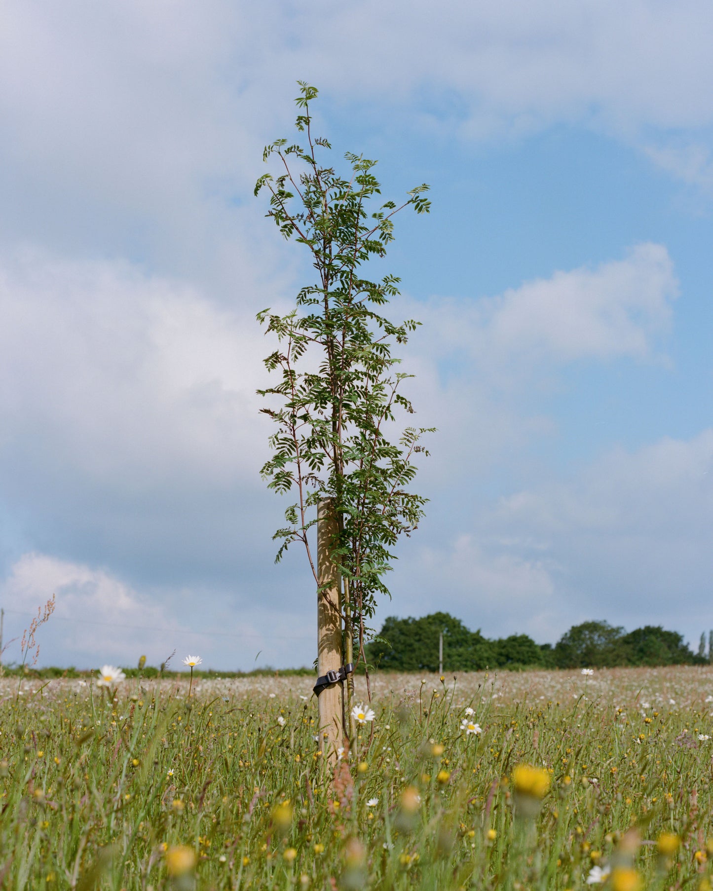 Natural burial in a woodland setting
