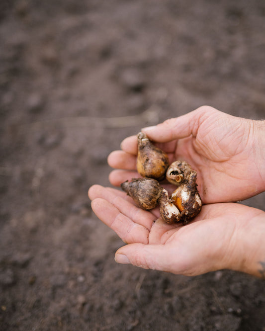 Wildflower bulbs