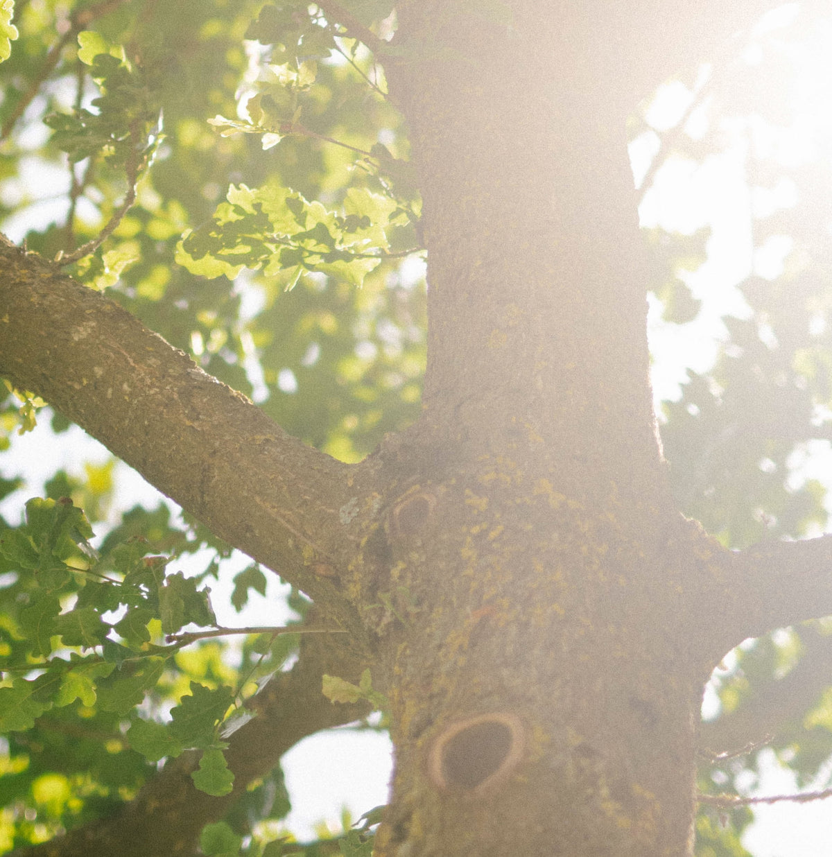 Advance booking: plot for natural burial