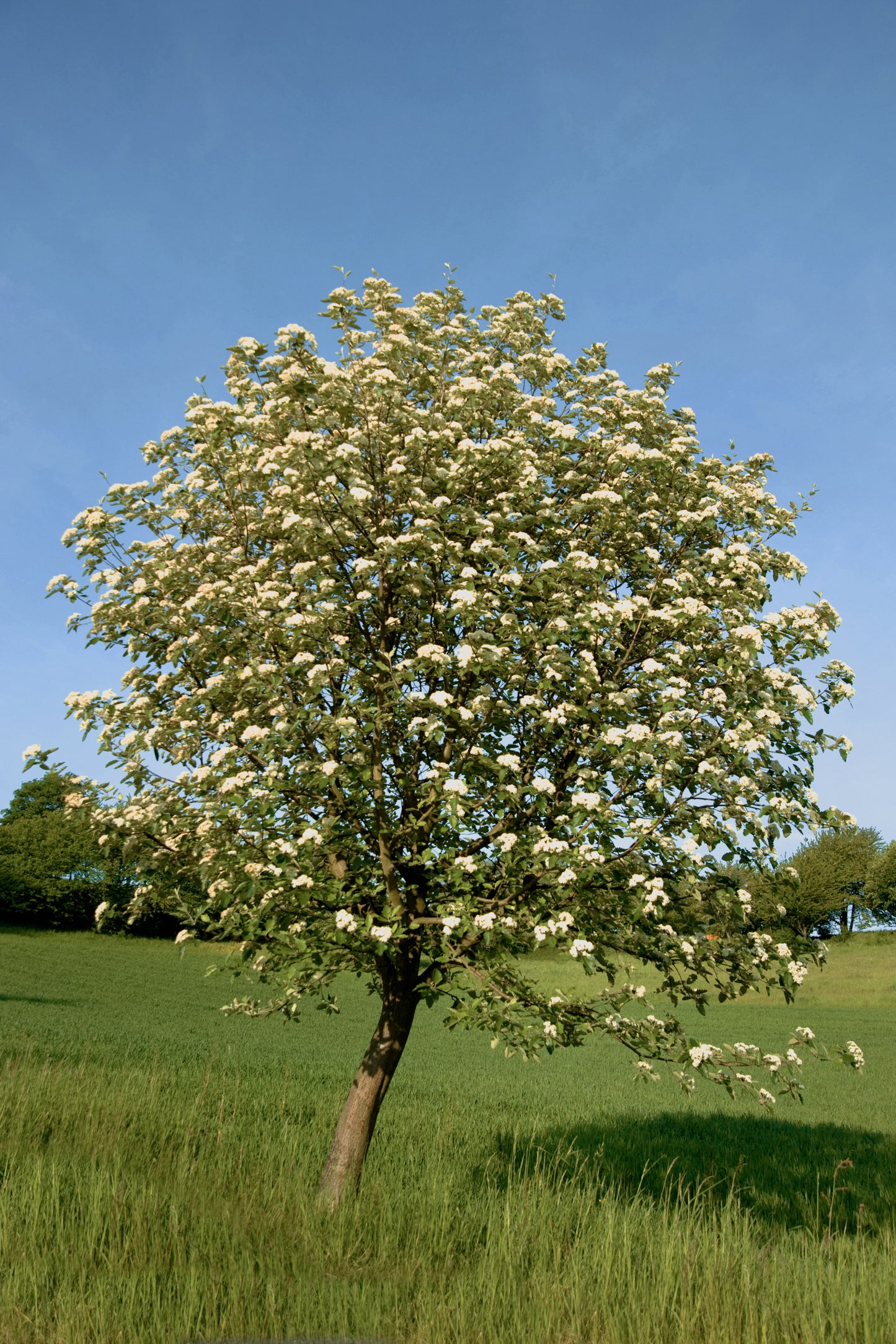 Memorial tree without burial