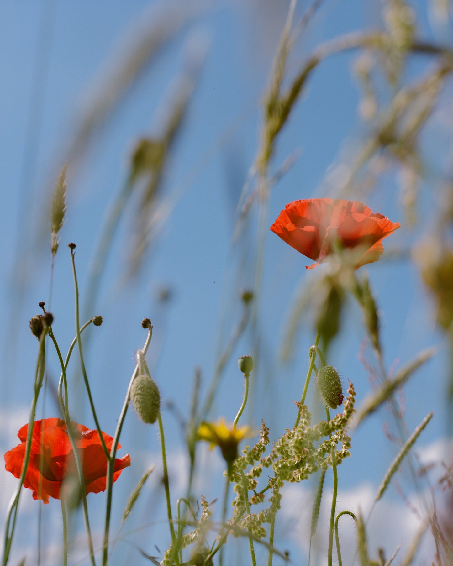 Natural burial in a wildflower meadow